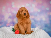 Lucky, a male Miniature Goldendoodle for sale in Dundee, OH – 4 of 5