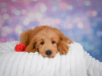 Duke, a male Miniature Goldendoodle for sale in Dundee, OH – 2 of 5