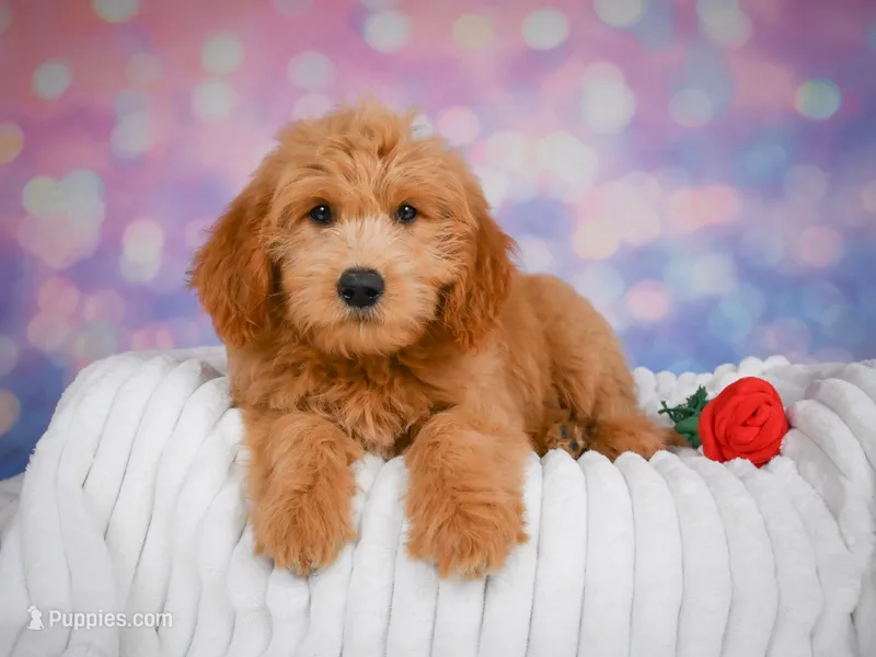 Molly – Miniature Goldendoodle puppy for sale in Dundee, OH