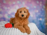 Bella, a female Miniature Goldendoodle for sale in Dundee, OH – 4 of 4