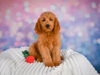Lucky, a male Miniature Goldendoodle for sale in Dundee, OH – 1 of 5