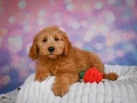 Bella, a female Miniature Goldendoodle for sale in Dundee, OH – 2 of 4