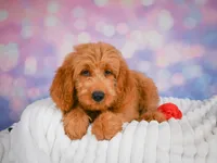 Lucky, a male Miniature Goldendoodle for sale in Dundee, OH – 2 of 5