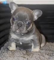 No name , a male French Bulldog for sale in Hackensack, NJ – Photo 2 of 2