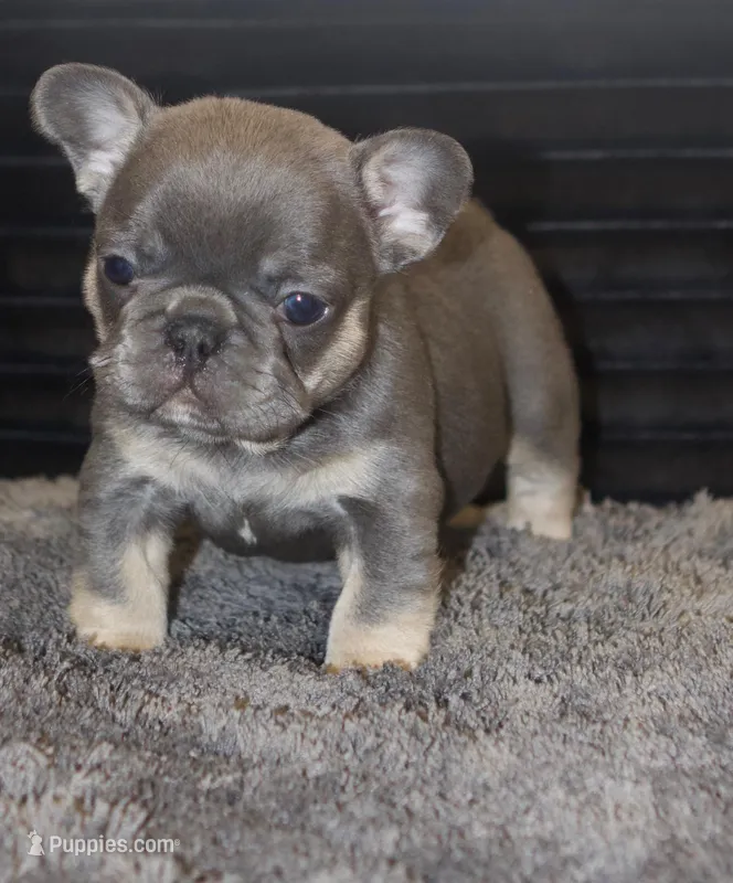 No name  – French Bulldog puppy for sale in Hackensack, NJ