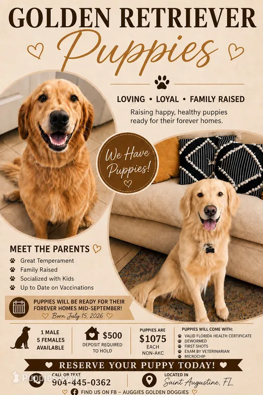 Red Female – Golden Retriever puppy for sale in Saint Augustine, FL