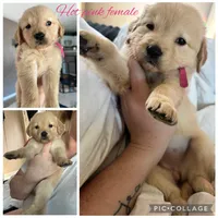 Hot pink female, a female Golden Retriever for sale in Saint Augustine, FL – 1 of 2