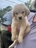 Golden Retriever, a female Golden Retriever for sale in Saint Augustine, FL – 1 of 7