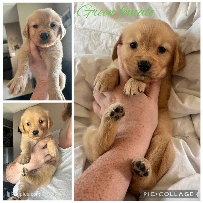 Green female – Golden Retriever puppy for sale in Saint Augustine, FL
