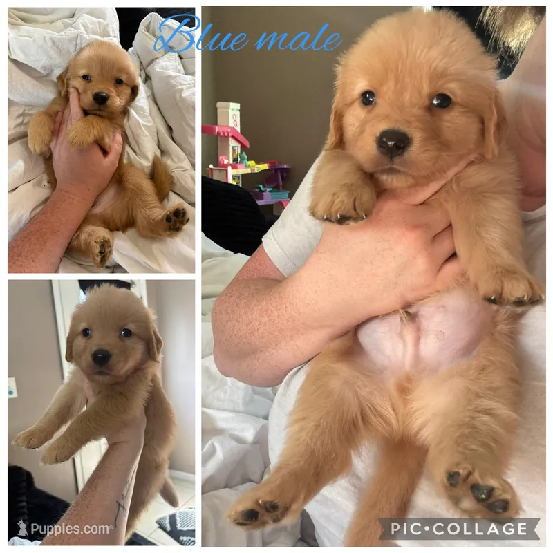 Blue male – Golden Retriever puppy for sale in Saint Augustine, FL