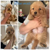 Blue male, a male Golden Retriever for sale in Saint Augustine, FL – 1 of 2