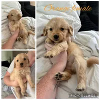 Orange Female, a female Golden Retriever for sale in Saint Augustine, FL – 1 of 2