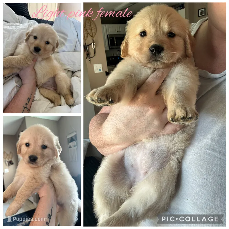 Light pink female – Golden Retriever puppy for sale in Saint Augustine, FL