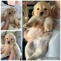 Light pink female, a female Golden Retriever for sale in Saint Augustine, FL – 1 of 2