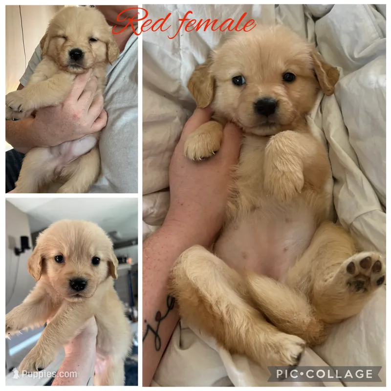 Red female – Golden Retriever puppy for sale in Saint Augustine, FL