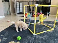 Golden Retriever, a female Golden Retriever for sale in Saint Augustine, FL – 5 of 7