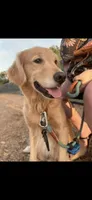 Golden Retriever, a female Golden Retriever for sale in Saint Augustine, FL – 6 of 7