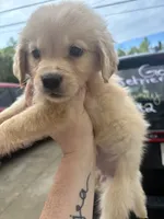 Golden Retriever, a female Golden Retriever for sale in Saint Augustine, FL – 4 of 7