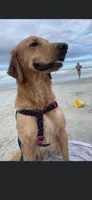 Golden Retriever, a female Golden Retriever for sale in Saint Augustine, FL – 7 of 7