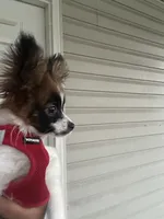 Rome, a male Papillon for sale in Dallas, GA – 3 of 5
