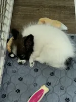 Rome, a male Papillon for sale in Dallas, GA – 4 of 5