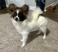 Rome, a male Papillon for sale in Dallas, GA – 1 of 5
