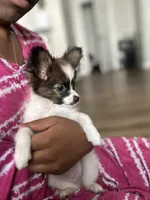 Rome, a male Papillon for sale in Dallas, GA – 5 of 5