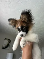 Rome, a male Papillon for sale in Dallas, GA – 2 of 5