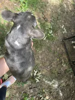Cody, a male French Bulldog for sale in Hernando, MS – 3 of 10