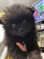 Corey, a male Pomeranian for sale in Hernando, MS – 1 of 3