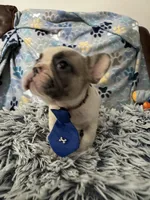 Ace, a male French Bulldog for sale in Hernando, MS – 2 of 4