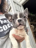 Cody, a male French Bulldog for sale in Hernando, MS – 1 of 10