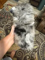 Romen, a male Pomeranian for sale in Hernando, MS – 3 of 5