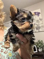 Eden, a female Yorkshire Terrier for sale in Hernando, MS – 5 of 7