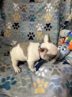 Ace, a male French Bulldog for sale in Hernando, MS – 3 of 4