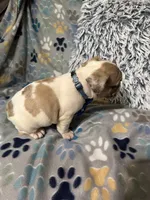 Tank, a male French Bulldog for sale in Hernando, MS – 4 of 5
