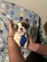 Bruce, a male French Bulldog for sale in Hernando, MS – 2 of 5
