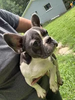 Cody, a male French Bulldog for sale in Hernando, MS – 2 of 10