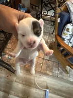Jewel, a female Yorkshire Terrier for sale in Hernando, MS – 3 of 4