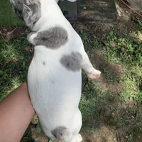 AKC Juicy, a female French Bulldog for sale in Hernando, MS – Photo 3 of 3