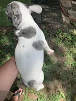 AKC Juicy, a female French Bulldog for sale in Hernando, MS – Photo 3 of 3