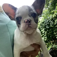 AKC Juicy, a female French Bulldog for sale in Hernando, MS – Photo 2 of 3