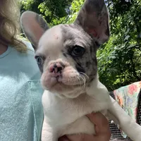 AKC Juicy, a female French Bulldog for sale in Hernando, MS – Photo 1 of 3