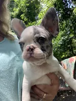 AKC Juicy, a female French Bulldog for sale in Hernando, MS – Photo 1 of 3