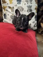 Salem, a male French Bulldog for sale in Hernando, MS – Photo 6 of 8