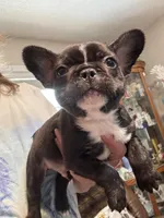 Salem, a male French Bulldog for sale in Hernando, MS – Photo 5 of 8