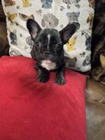 Salem, a male French Bulldog for sale in Hernando, MS – Photo 8 of 8