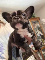 Salem, a male French Bulldog for sale in Hernando, MS – Photo 7 of 8