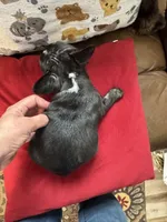 Salem, a male French Bulldog for sale in Hernando, MS – Photo 2 of 8