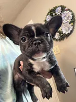 Salem, a male French Bulldog for sale in Hernando, MS – Photo 3 of 8